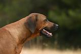 RODESIAN RIDGEBACK 266